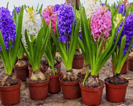 How to plant, grow and care for a hyacinth at home in a pot