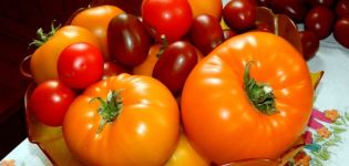 Oranžinių milžiniškų pomidorų veislės charakteristikos ir aprašymas, derlius