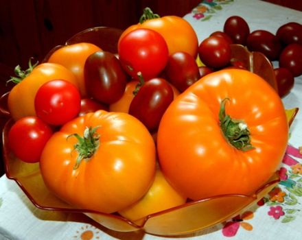 Egenskaber og beskrivelse af den orange gigantiske tomatsort, dens udbytte