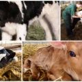 Usare gli elettroliti per i vitelli e come farlo da soli a casa