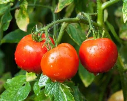 Charakteristika a opis odrody paradajok Rubinchik F1, recenzie letných obyvateľov