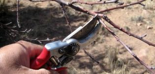 Kako pravilno obrezati marelice u ljeto, proljeće i jesen i česte vrtlarske pogreške