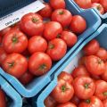 Kenmerken en beschrijving van de tomaat Rundvlees, wat voor soort variëteit, de opbrengst