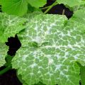 Waarom verschenen er witte vlekken op de bladeren van komkommers, wat te doen en hoe te behandelen?