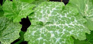 Why did white spots appear on the leaves of cucumbers, what to do and how to treat