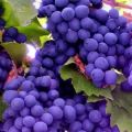 What are the benefits and harms of different grape varieties for the body and its healing properties