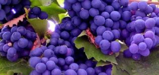 ¿Cuáles son los beneficios y daños de las diferentes variedades de uva para el organismo y sus propiedades curativas?