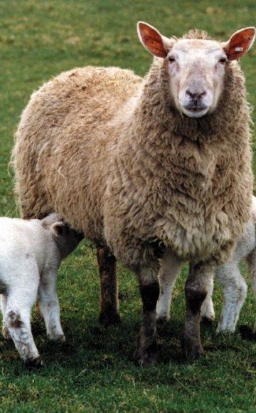 Mikä on oikea lampaanmaidon nimi, mitä tuotteita ja juustoja siitä tehdään