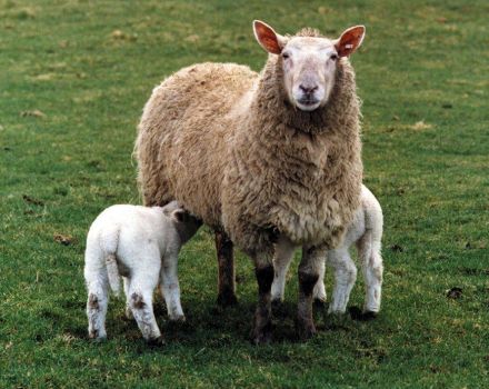 Wat is de juiste naam voor schapenmelk, welke producten en kazen worden er van gemaakt