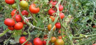 Περιγραφή της ποικιλίας ντομάτας Yula, χαρακτηριστικά καλλιέργειας και απόδοση