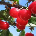 Beschreibung der Krasa Severa Kirschsorten und Eigenschaften von Früchten und Bäumen, Anbau