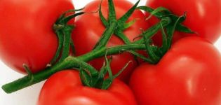 Description of the Subarctic tomato variety, its characteristics and cultivation