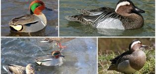 Opis kaczek cyraneczek i ich gatunków, w których żyją i jedzą gwizdki