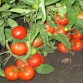 Tomaattilajikkeen Three Sisters kuvaus ja sen sato