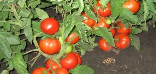 Beschrijving van het tomatenras Three Sisters en de opbrengst ervan