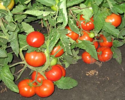 Beskrivelse af tomatsorten Three Sisters og dens udbytte
