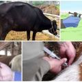 Cause di infezione e sintomi di babesiosi nei bovini, metodi di trattamento e prevenzione
