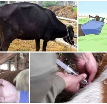 Príčiny infekcie a príznaky babesiózy u hovädzieho dobytka, spôsoby liečby a prevencie