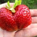 Description and characteristics of the Gigantella strawberry variety, planting, growing and care