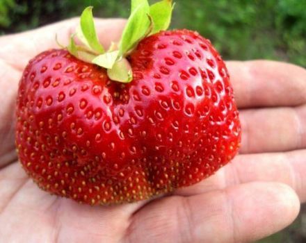 Beskrivelse og karakteristika for Gigantella-jordbærsorten, plantning, dyrkning og pleje
