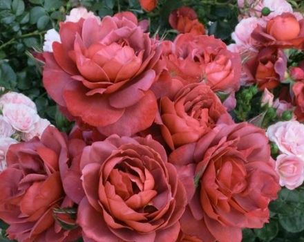 Descripció i característiques de les millors varietats de roses brunes