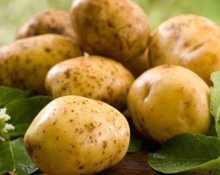 Mô tả về giống khoai tây Zekura, đặc điểm và năng suất của nó