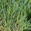 Hur man kan bli av med vetegräs, en beskrivning av de bästa herbiciderna och ogräsbekämpningsåtgärder