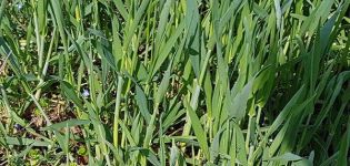 Come sbarazzarsi di wheatgrass, una descrizione dei migliori erbicidi e misure di controllo delle infestanti