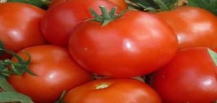 Description of the Pablo tomato variety, yield and cultivation