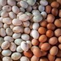 Lehet-e mosni a tojásokat, mielőtt inkubátorba helyezték őket, mint otthon feldolgozni