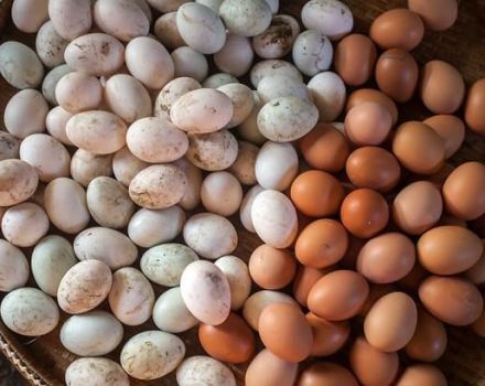 És possible rentar els ous abans de posar-los en una incubadora que no pas processar-los a casa