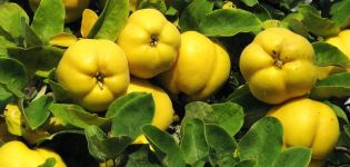 How to plant and care for quince in the open field, breeding methods and pest and disease control