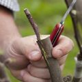 How to properly plant an apple tree in summer, spring and autumn with fresh cuttings for beginners step by step