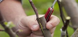 Πώς να φυτέψετε σωστά μια μηλιά το καλοκαίρι, την άνοιξη και το φθινόπωρο με φρέσκα μοσχεύματα για αρχάριους βήμα προς βήμα