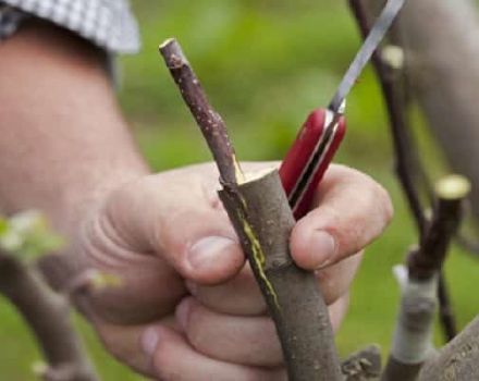 How to properly plant an apple tree in summer, spring and autumn with fresh cuttings for beginners step by step