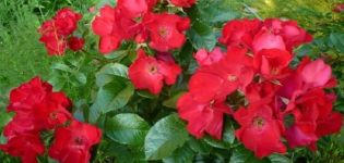 Описание и характеристики на розите Робуста, тънкостите на засаждане и грижи