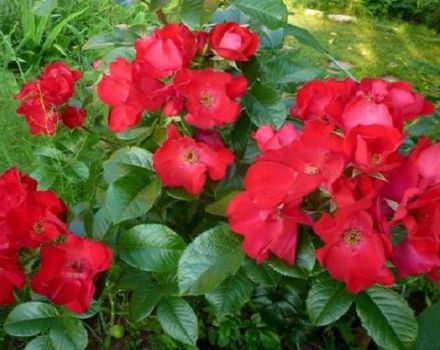 Descripción y características de las rosas Robusta, sutilezas de plantación y cuidado.