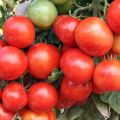 Egenskaber og beskrivelse af uralens tidlige tomatsort, plantehøjde
