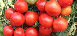 Eigenschaften und Beschreibung der Ural-Tomatensorte, Pflanzenhöhe