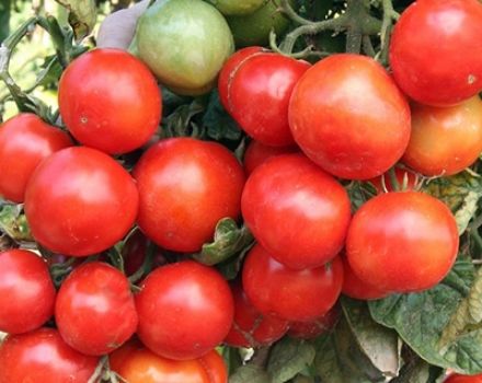 Charakteristiky a opis odrody skorých paradajok Ural, výška rastlín