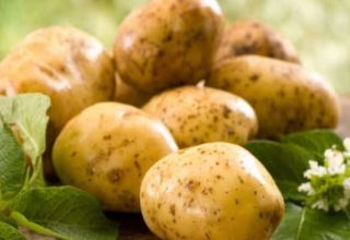Opis sorte krumpira Lorkh, značajke uzgoja i njege