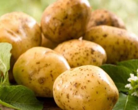 Περιγραφή της ποικιλίας πατάτας Lorkh, χαρακτηριστικά καλλιέργειας και φροντίδας