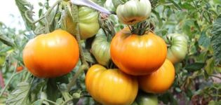 Descrizione della varietà di pomodoro Golden Age, sue caratteristiche e produttività