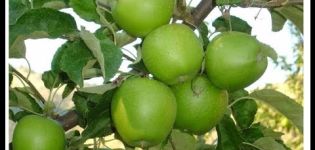 Beskrivelse og karakteristika for frugtsorter af æbletræer Granny Smith, dyrkning og pleje