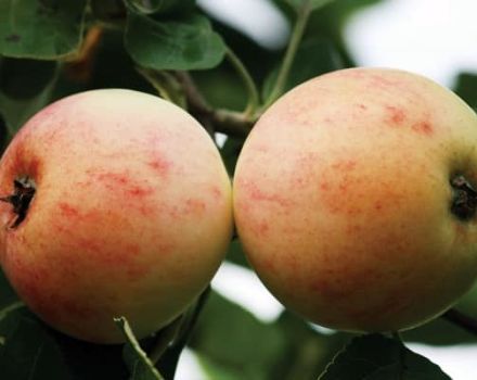 Beskrivelse af Kutuzovets æblesort og avlshistorie, dyrkningsregioner