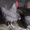 Description and characteristics of the Amroks chicken breed, rules of maintenance and care
