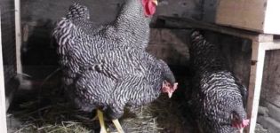 Descrizione e caratteristiche della razza di pollo Amroks, regole di manutenzione e cura