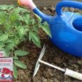 Regels voor het voeren van tomaten met gist en hoe u zelf kunstmest kunt maken