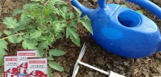 Pravila za hranjenje rajčice s kvascem i kako sami napraviti gnojivo