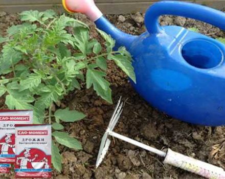 Reglas para alimentar tomates con levadura y cómo hacer fertilizante usted mismo.